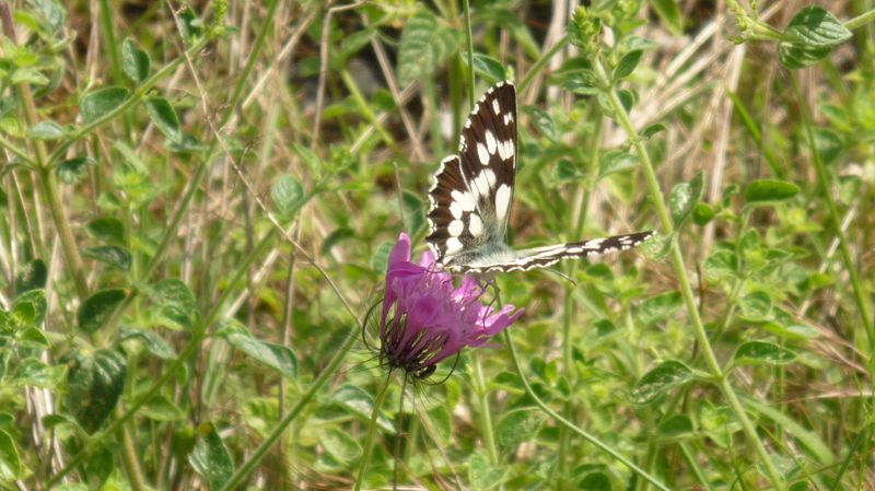 Melanargia sp.?